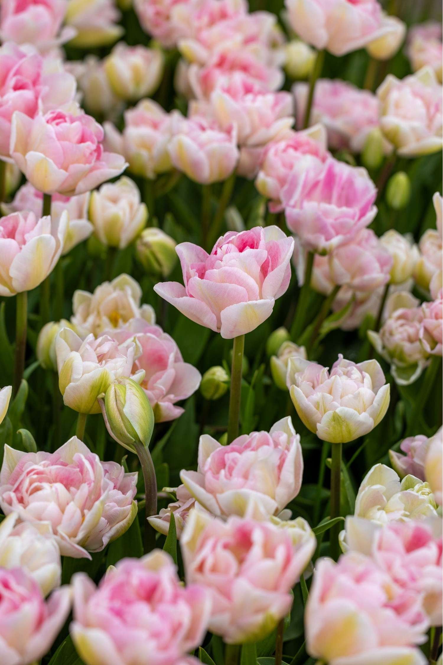 Tulppaani 'Angelique'